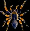 Про пауков и других насекомых